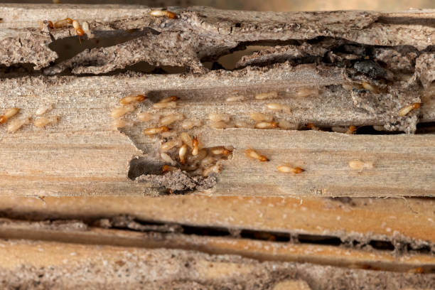 St Petersburg, FL Pest Control Company